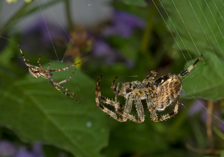 Araneus diadematus Araneidae