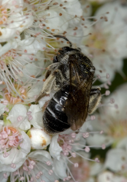 Andrena (Trachandrena) virginiana Andrenidae