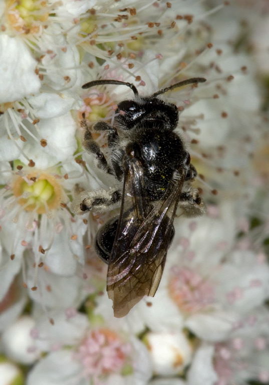 Andrena (Trachandrena) virginiana Andrenidae