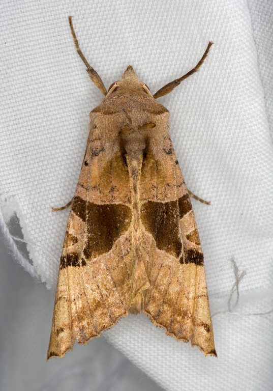 Phlogophora periculosa Noctuidae