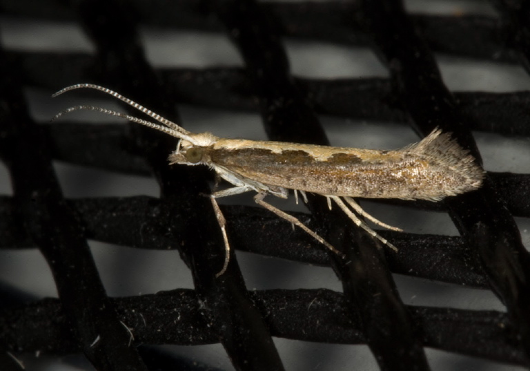 Plutella xylostella Plutellidae