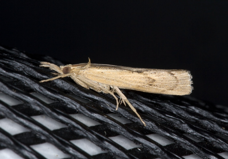 Agriphila sp.? Crambidae