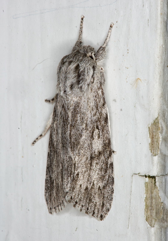 Acronicta longa? Noctuidae