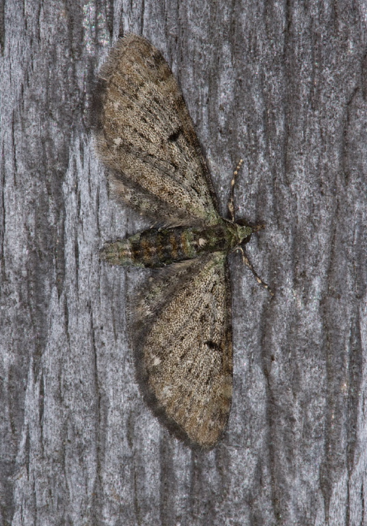 Eupithecia miserulata? Geometridae