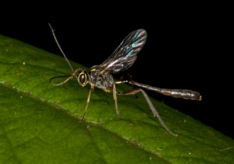 Anomalon sp. Ichneumonidae