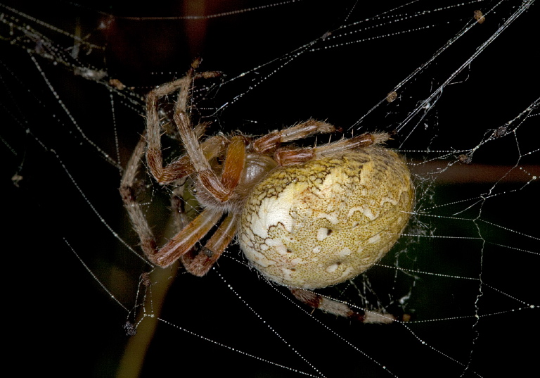 Araneus marmoreus Araneidae