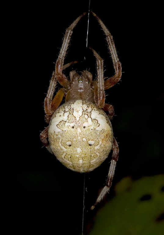 Araneus marmoreus Araneidae