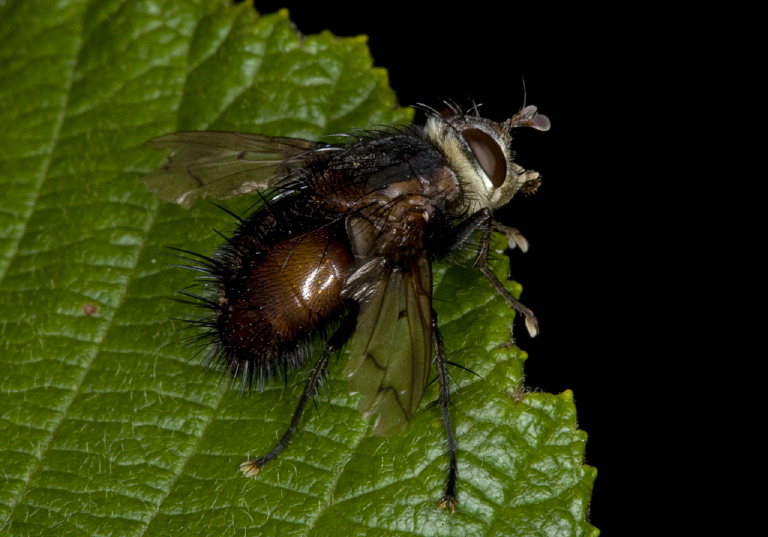 Pararchytas decisus Tachinidae