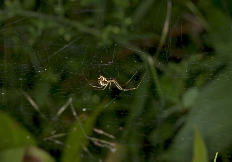 Frontinella pyramitela Linyphiidae