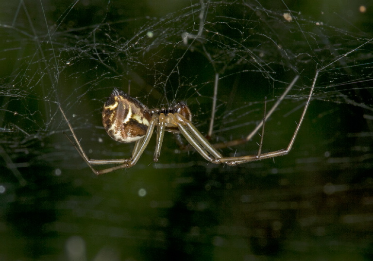 Frontinella pyramitela Linyphiidae