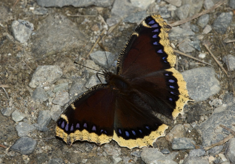 Nymphalis antiopa Nymphalidae