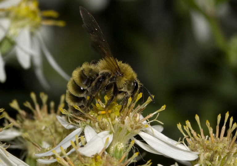 Andrena (Cnemidandrena) hirticincta Andrenidae