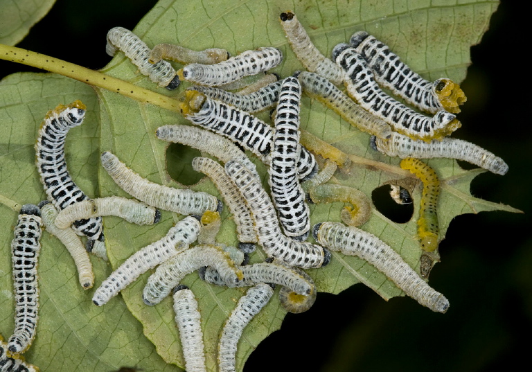 Macremphytus testaceus Tenthredinidae