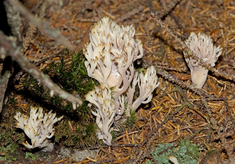 Clavulina cristata Clavariaceae