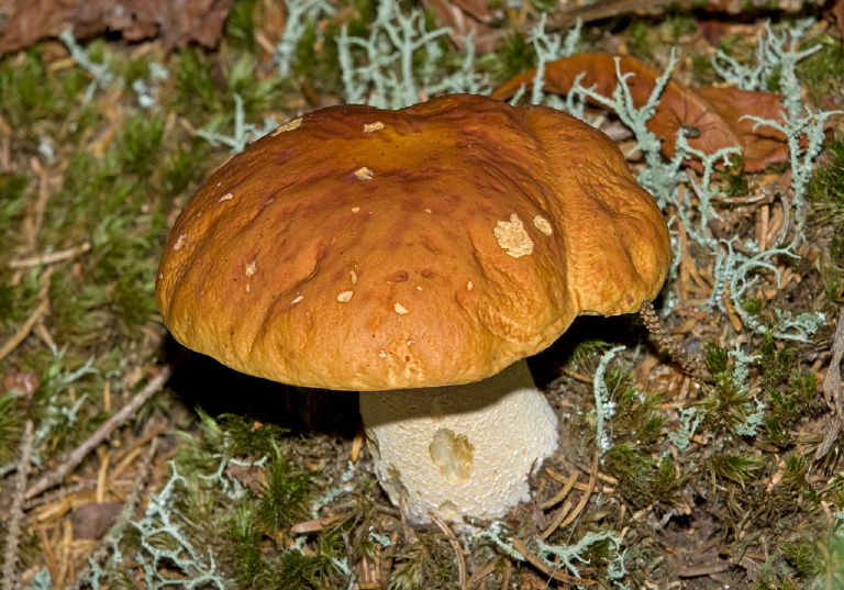 Boletus hortonii? Boletaceae