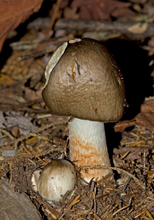 Pluteus cervinus? Pluteaceae