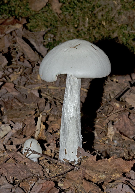 Amanita bisporigera? Pluteaceae