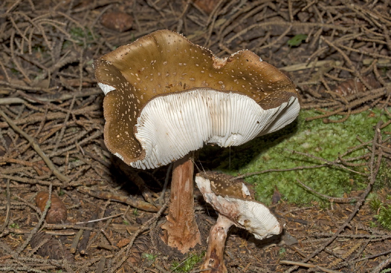 Amanita sp.? Pluteaceae