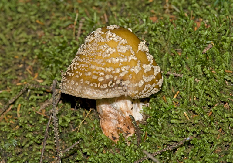 Amanita rubescens? Pluteaceae