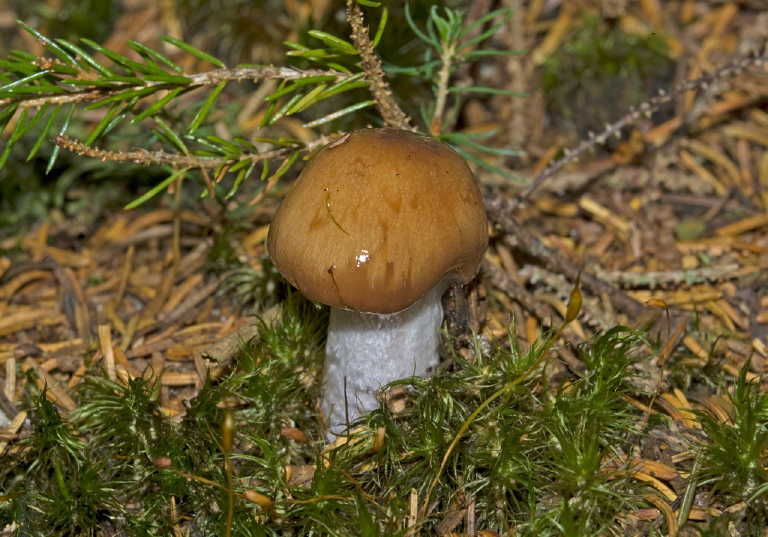 Cortinarius sp? Cortinariaceae