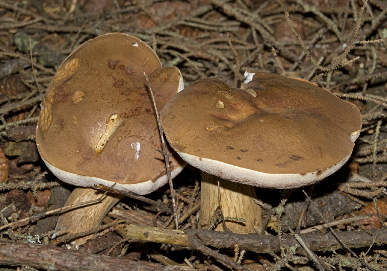 Tylopilus indecisus? Boletaceae