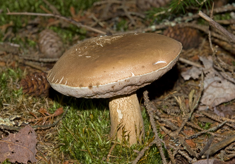 Tylopilus indecisus? Boletaceae