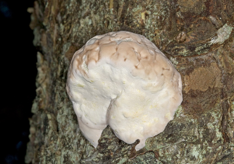 Ganoderma sp.? Ganodermataceae