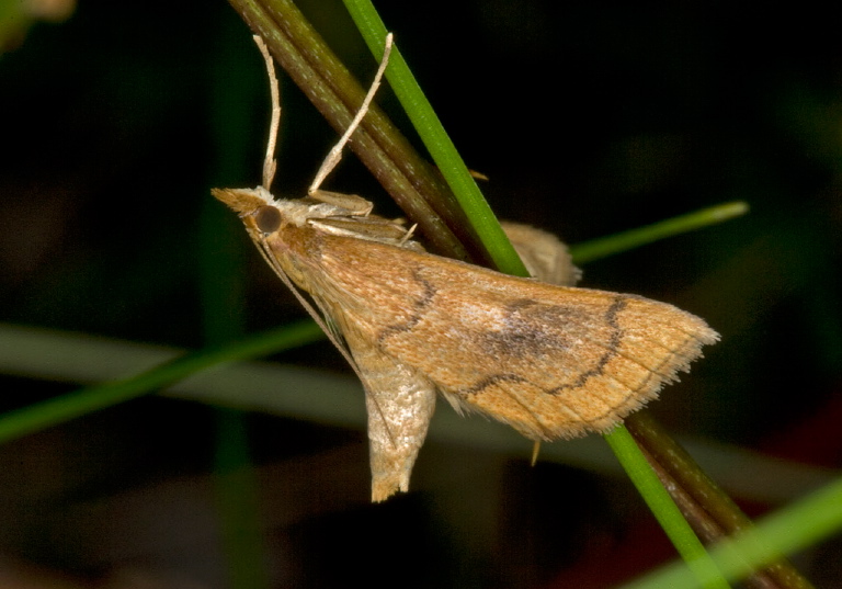 Fumibotys fumalis Crambidae