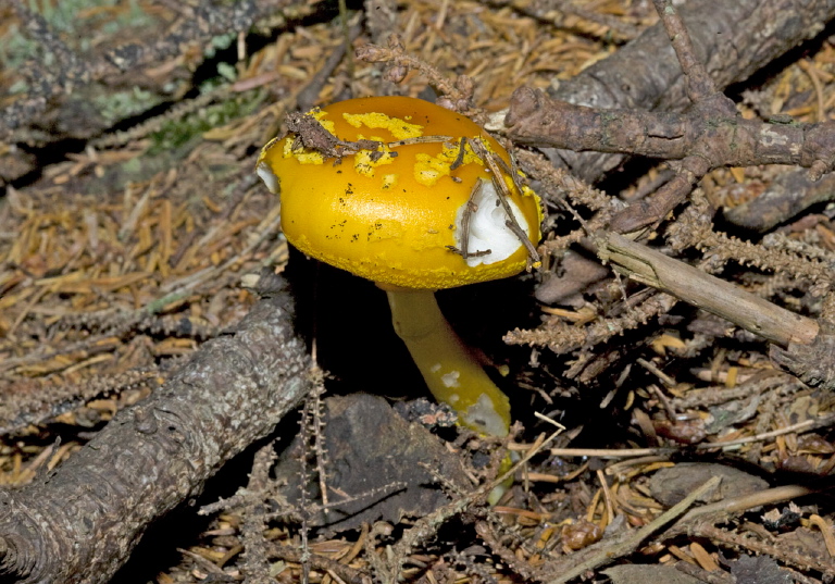 Amanita flavoconia? Pluteaceae