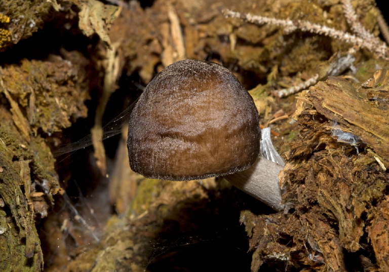 Pluteus cervinus? Pluteaceae