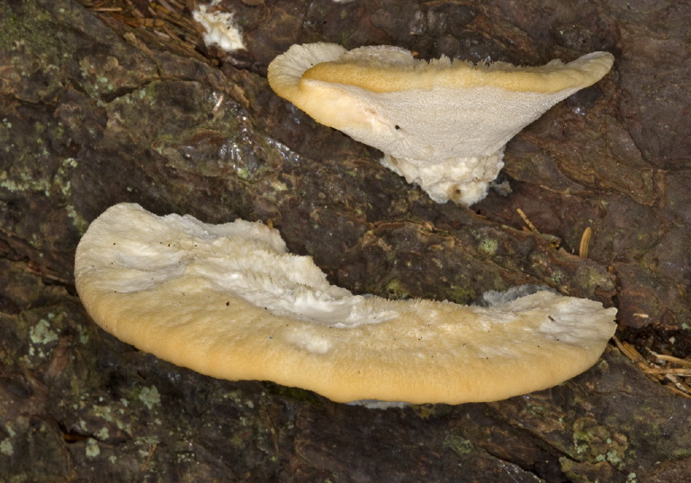 Trametes gibbosa? Polyporaceae?