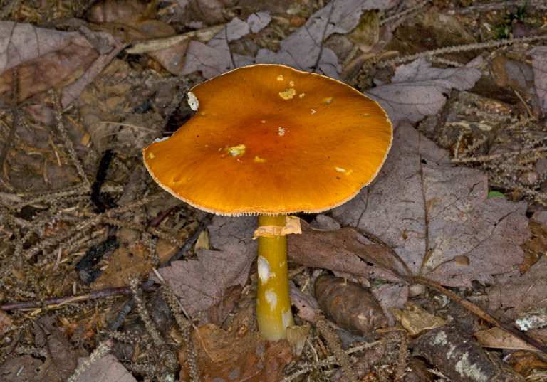 Amanita flavoconia? Pluteaceae