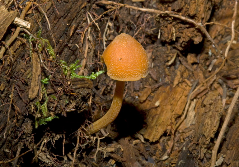 Entoloma salmoneum? Entolomataceae