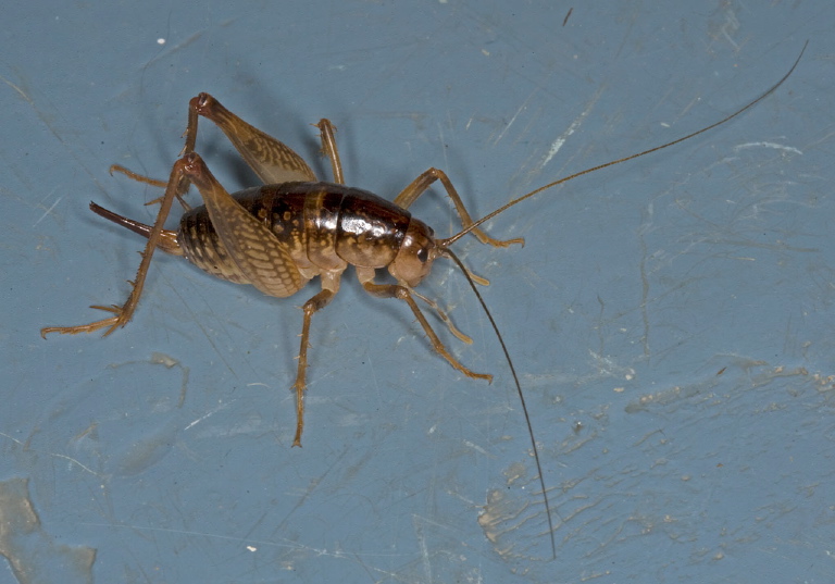 Ceuthophilus maculatus? Rhaphidophoridae