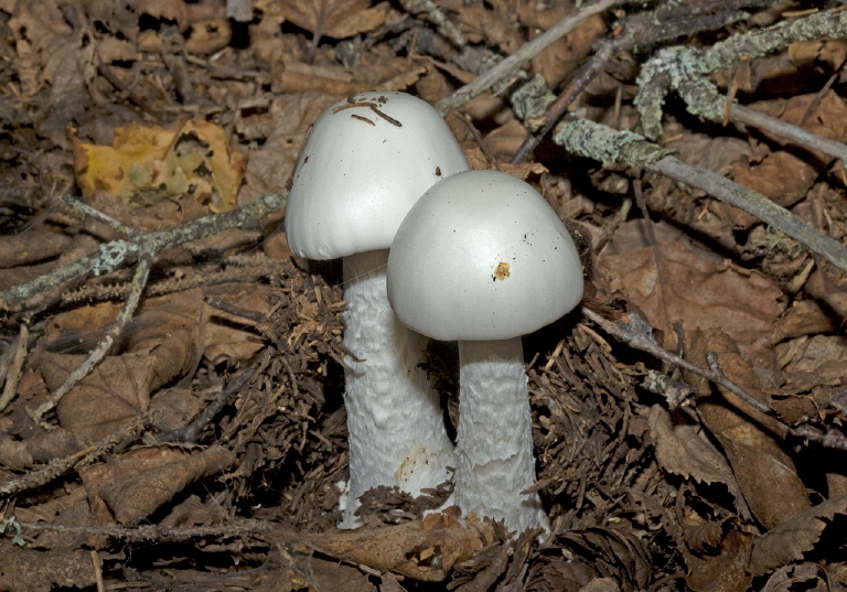 Amanita bisporigera? Pluteaceae