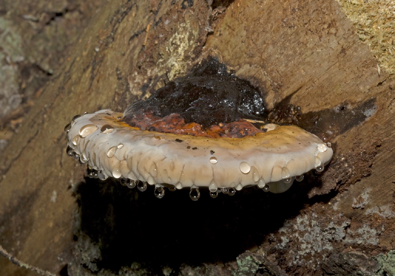 Fomitopsis pinicola Fomitopsidaceae 