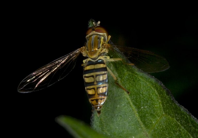 Toxomerus politus Syrphidae