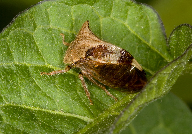 Ceresa diceros Membracidae