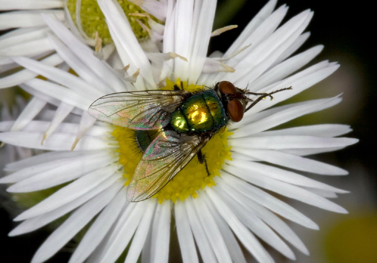 Lucilia sp. Calliphoridae