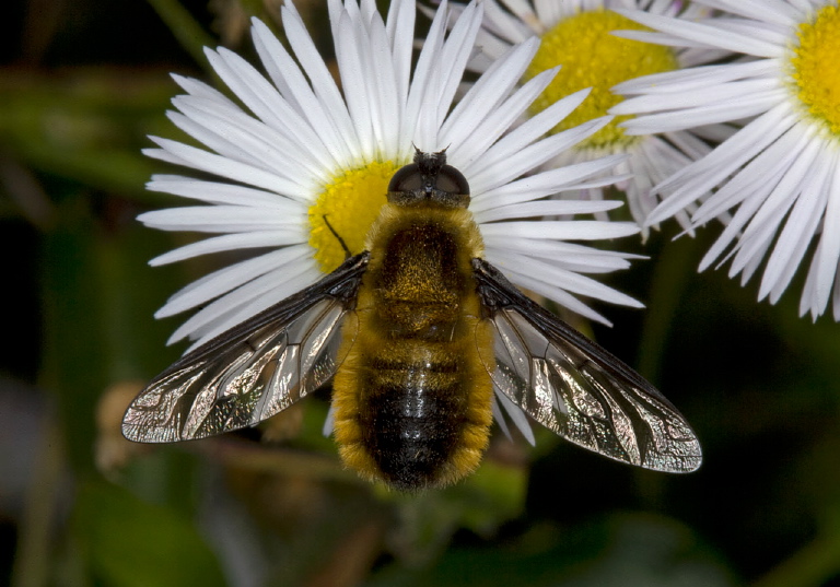 Villa fulviana? Bombyliidae