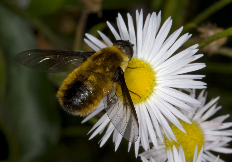 Villa fulviana? Bombyliidae