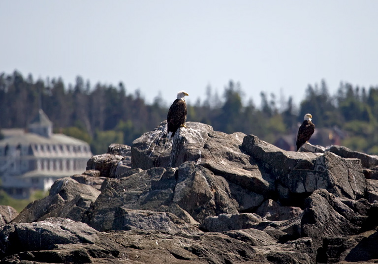 Haliaeetus leucocephalus Accipitridae