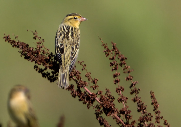 Dolichonyx oryzivorus Icteridae