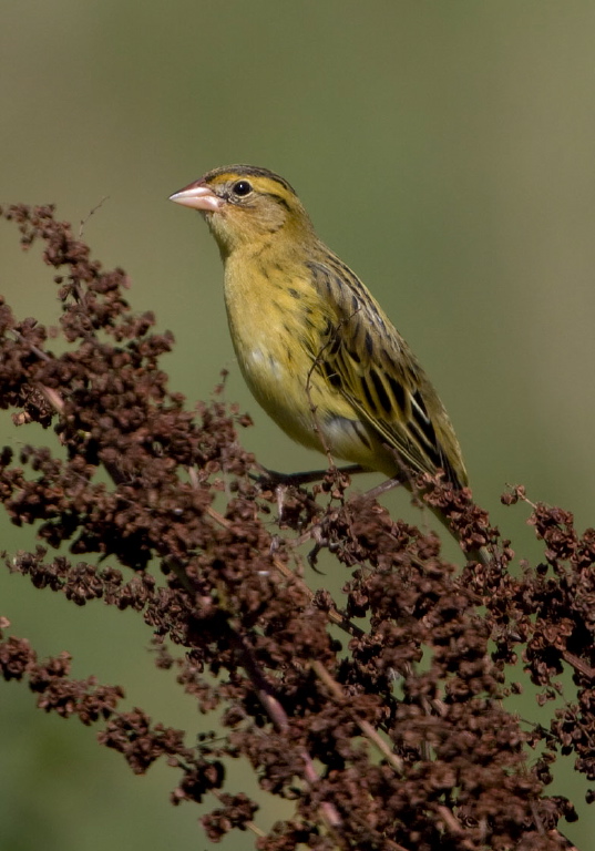 Dolichonyx oryzivorus Icteridae