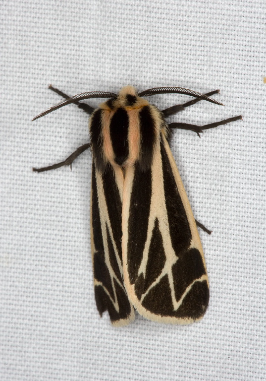 Apantesis phalerata Arctiidae