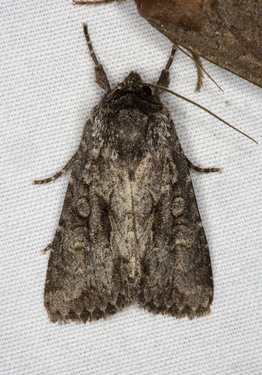   Noctuidae