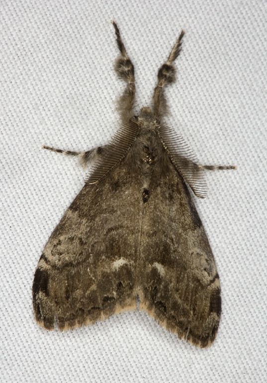 Orgyia leucostigma Lymantriidae