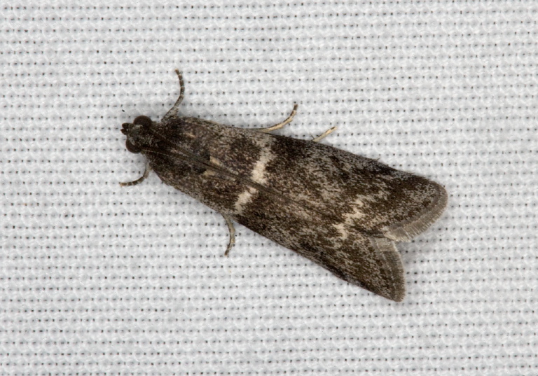 Acrobasis? Pyralidae