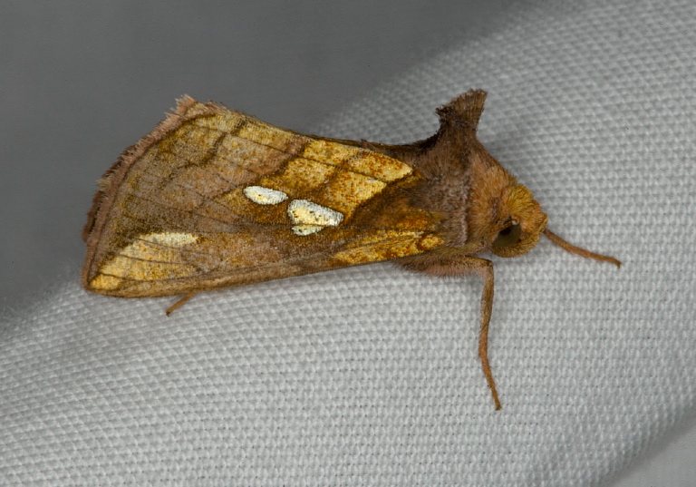 Plusia putnami  Noctuidae