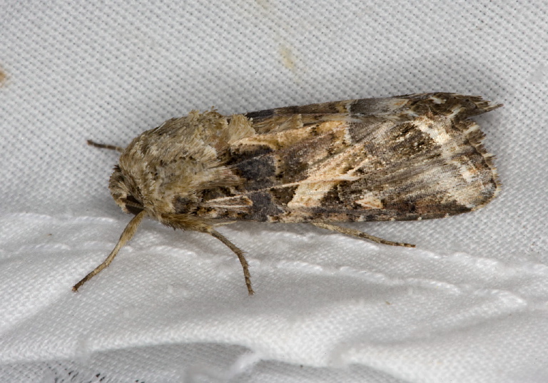 Spodoptera ornithogalli Noctuidae